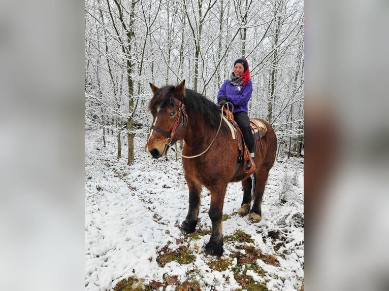 Koń ardeński Wałach 7 lat 170 cm Gniada in Linkenbach