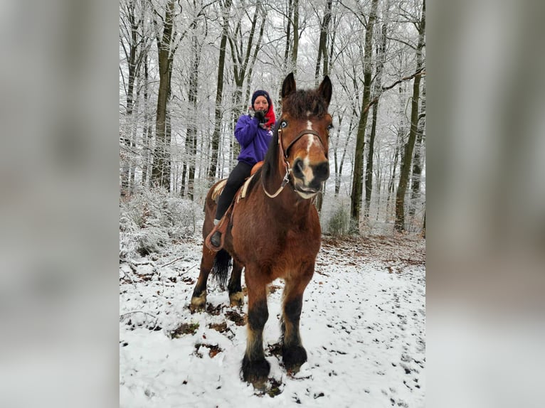Koń ardeński Wałach 7 lat 170 cm Gniada in Linkenbach