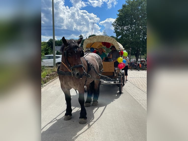 Koń ardeński Wałach 8 lat 172 cm Formy Brown Falb in Sulzbachtal