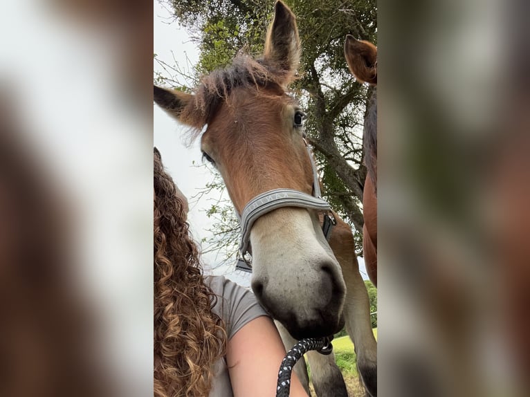 Koń ardeński Wałach 2 lat 150 cm Jasnogniada in Merzkirchen