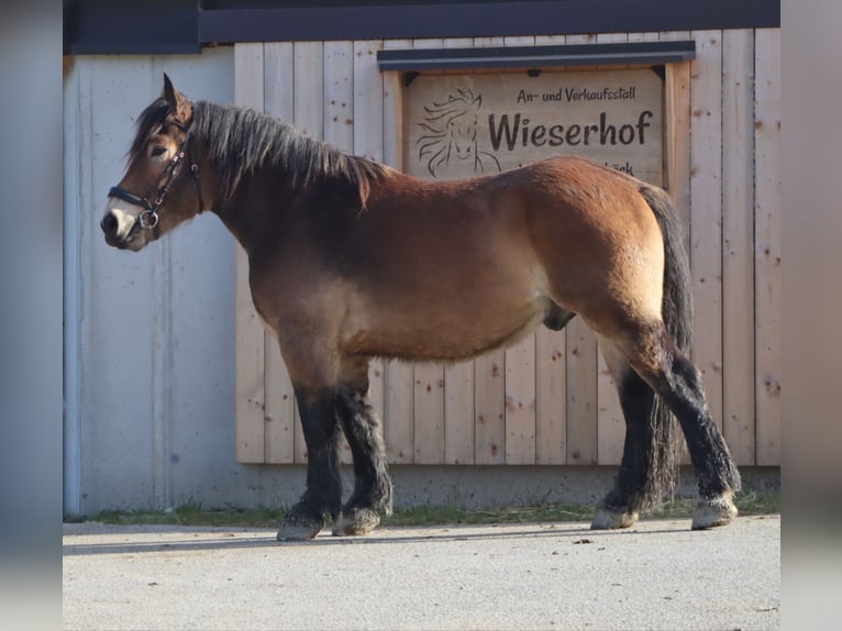 Koń ardeński Wałach 3 lat 160 cm Gniada in Kirchbichl
