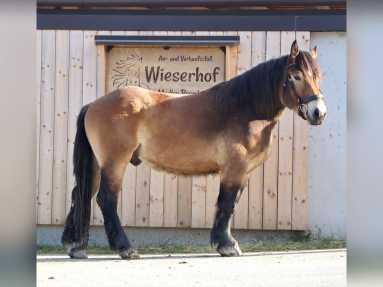 Koń ardeński Wałach 3 lat 160 cm Gniada in Kirchbichl