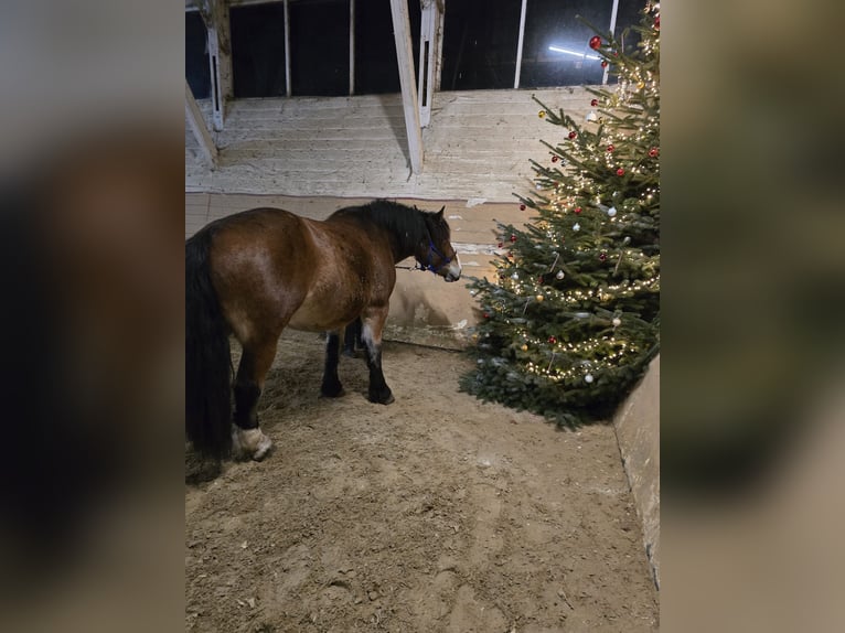 Koń ardeński Wałach 4 lat 160 cm Gniada in Versmold