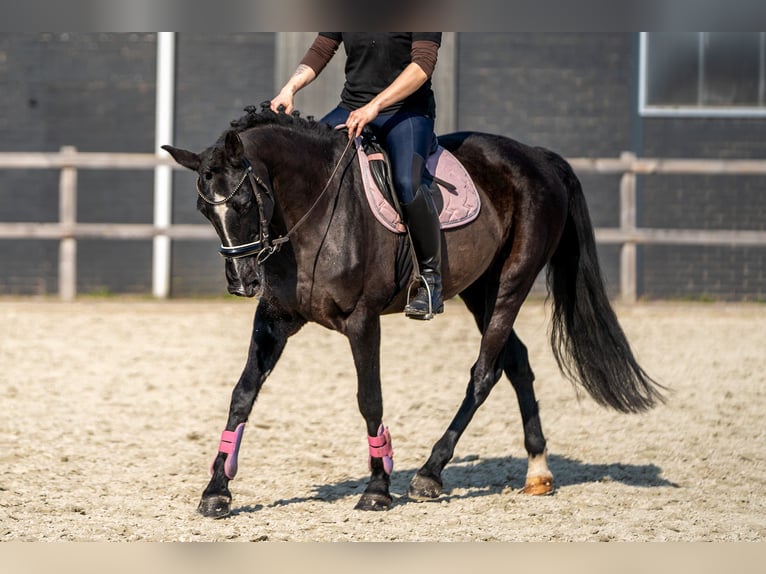 Koń aztecki Mix Klacz 15 lat 147 cm Kara in Nettetal