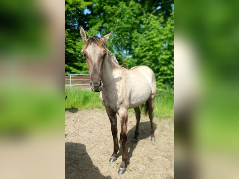 Koń aztecki Klacz 1 Rok 158 cm Grullo in Rödinghausen