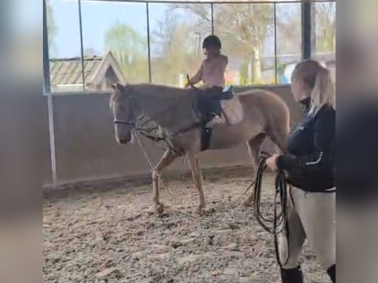 Koń aztecki Mix Klacz 5 lat 146 cm Kasztanowata in Nettetal