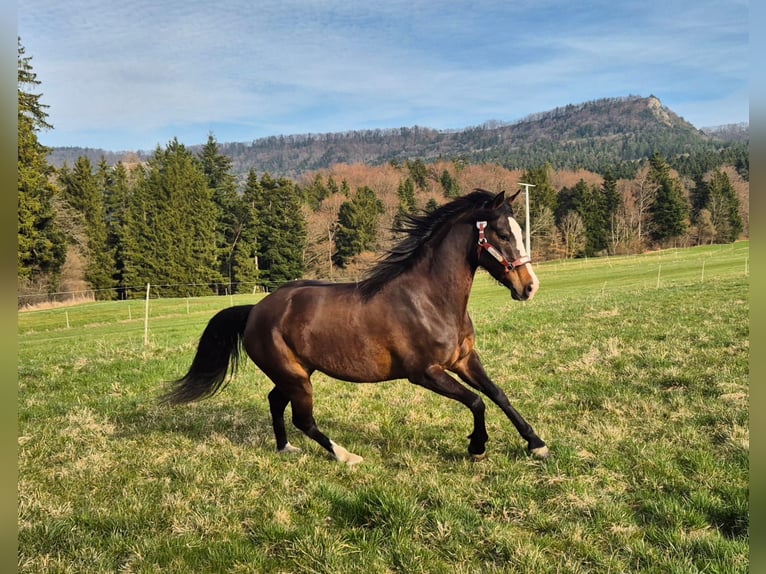 Koń aztecki Mix Klacz 5 lat 153 cm Ciemnogniada in Balingen