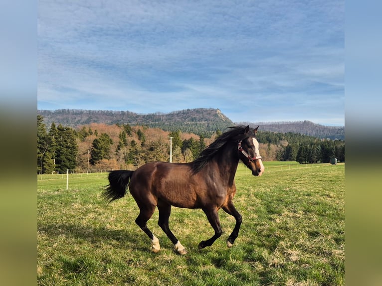 Koń aztecki Mix Klacz 5 lat 153 cm Ciemnogniada in Balingen