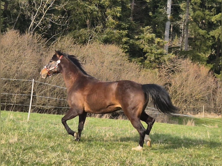 Koń aztecki Mix Klacz 5 lat 153 cm Ciemnogniada in Balingen