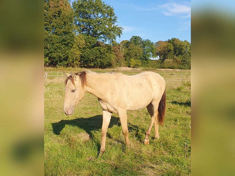 Koń aztecki Ogier 1 Rok 155 cm Szampańska in B&#xFC;nde
