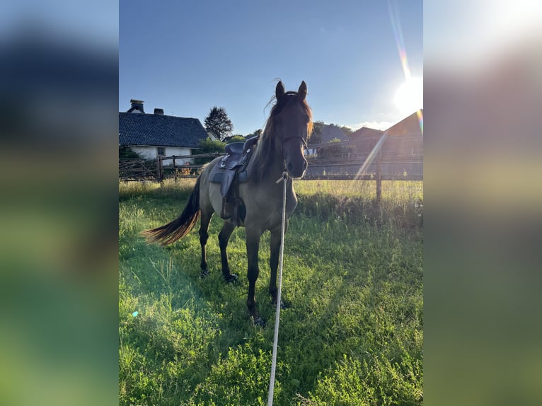 Koń aztecki Ogier 3 lat 150 cm Grullo in Blankenheim