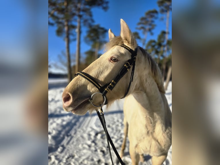 Koń aztecki Ogier Szampańska in Kaarßen
