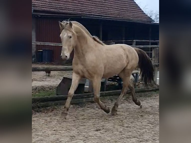 Koń aztecki Ogier Szampańska in Rödinghausen