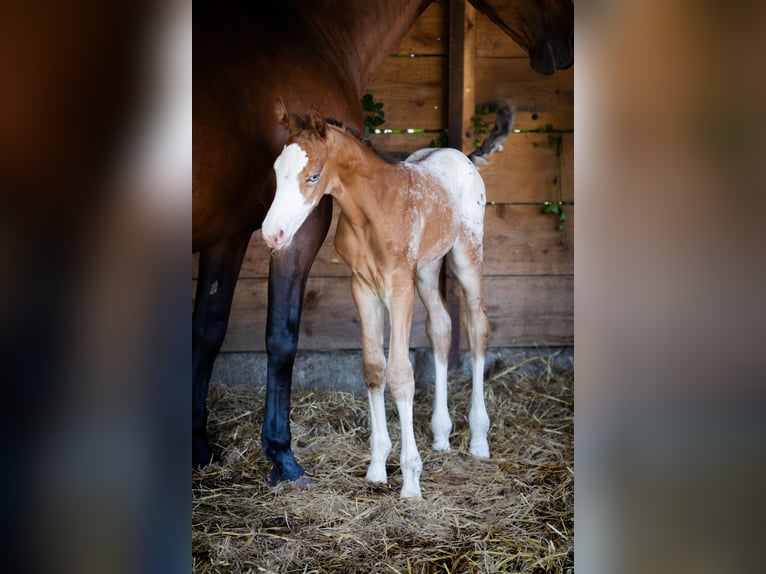 Koń aztecki Ogier  158 cm Tarantowata in Geldern