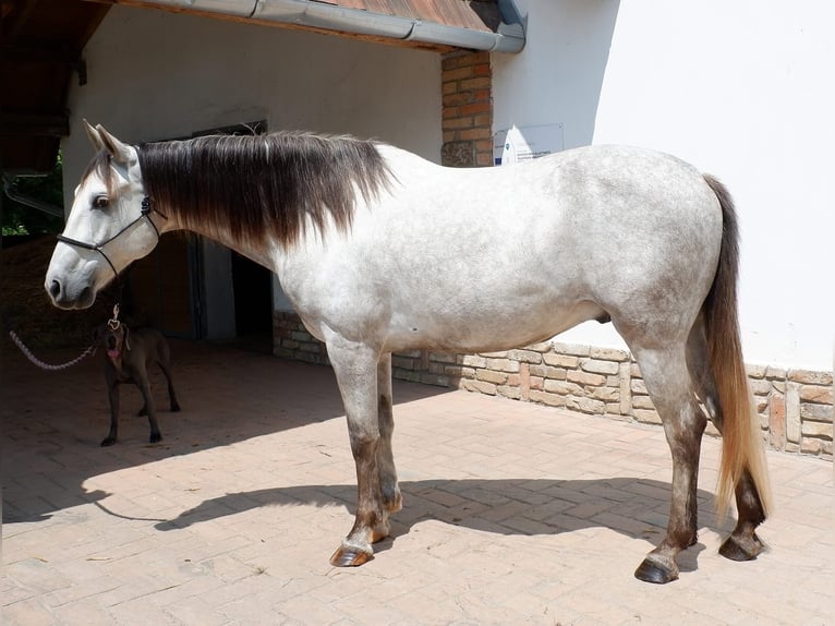 Koń aztecki Wałach 8 lat 154 cm Siwa in Százhalombatta