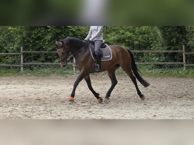 Koń badeńsko-wirtemberski Klacz 10 lat 165 cm Gniada in Wachtendonk