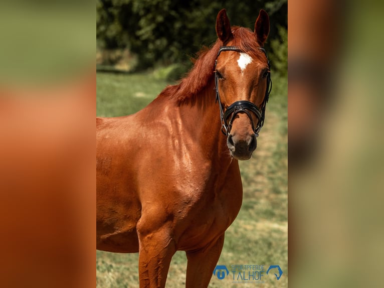 Koń badeńsko-wirtemberski Klacz 10 lat 167 cm Kasztanowata in Korntal-M&#xFC;nchingen