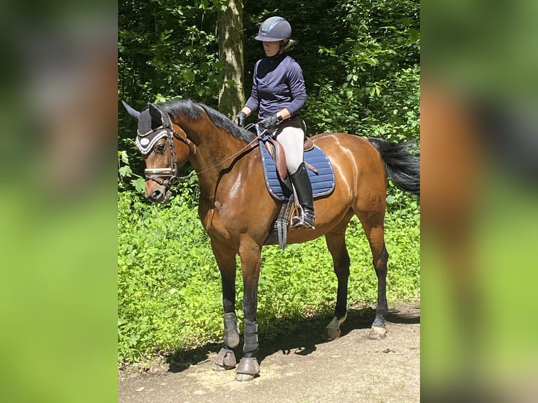 Koń badeńsko-wirtemberski Klacz 10 lat 168 cm Gniada in Emmendingen