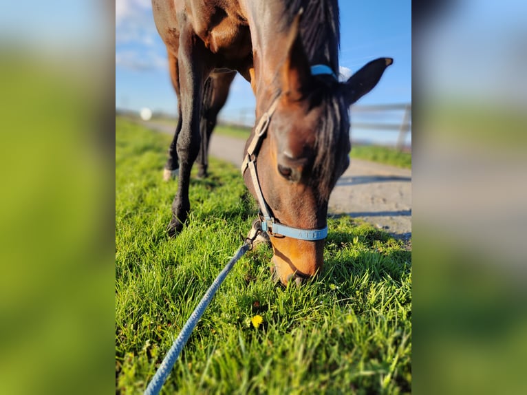 Koń badeńsko-wirtemberski Klacz 13 lat 167 cm Gniada in Bensheim