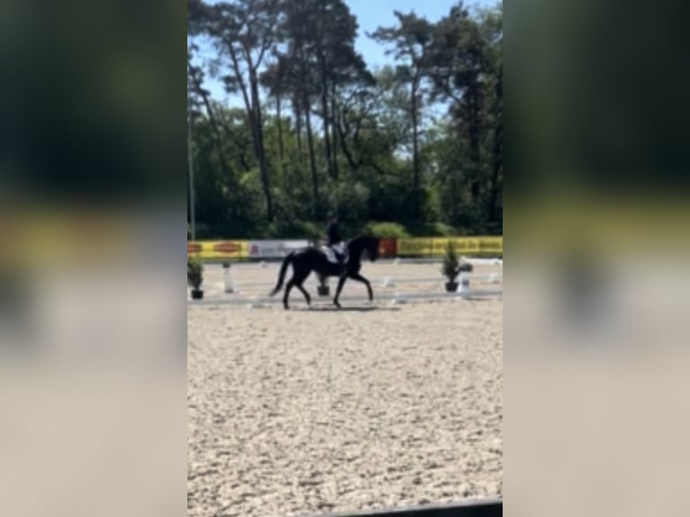 Koń badeńsko-wirtemberski Klacz 13 lat 169 cm Kara in Oldenburg