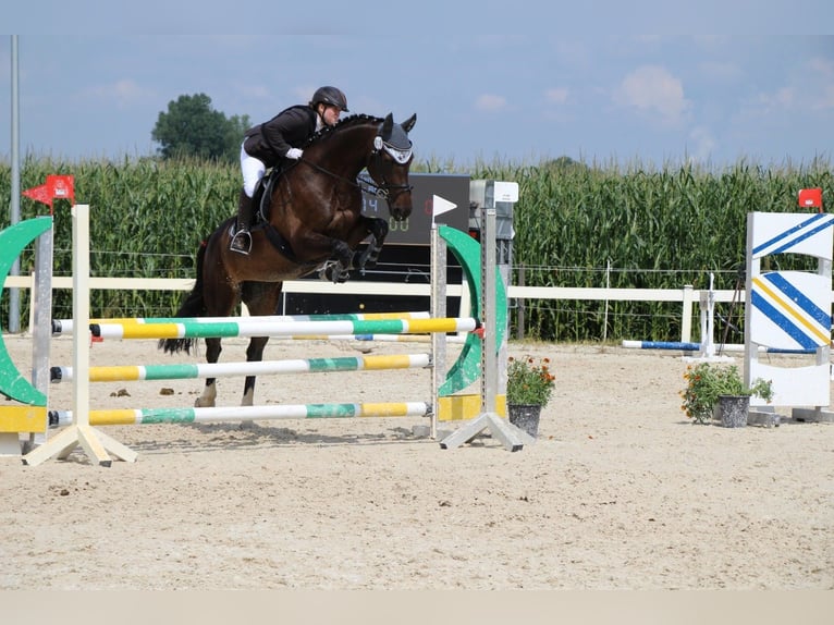 Koń badeńsko-wirtemberski Klacz 14 lat 168 cm Gniada in Jettingen-Scheppach