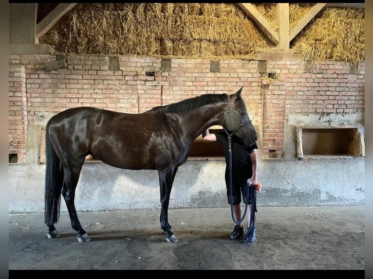 Koń badeńsko-wirtemberski Klacz 14 lat 168 cm Kara in Embrach