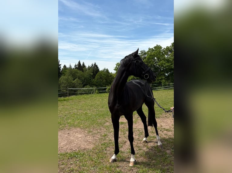Koń badeńsko-wirtemberski Klacz 17 lat 165 cm Skarogniada in HüttlingenHüttlingen