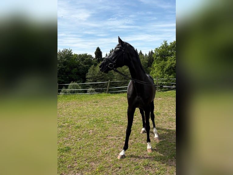 Koń badeńsko-wirtemberski Klacz 17 lat 165 cm Skarogniada in HüttlingenHüttlingen