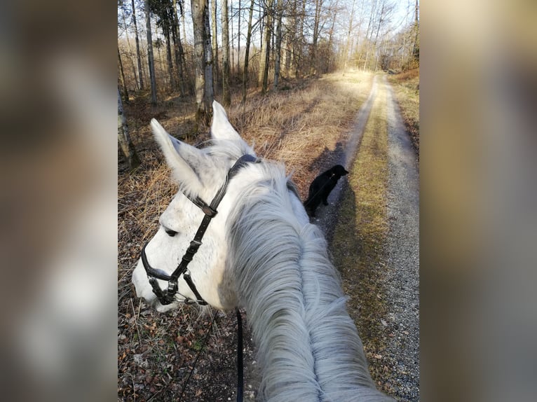 Koń badeńsko-wirtemberski Klacz 18 lat 167 cm Siwa in Baienfurt