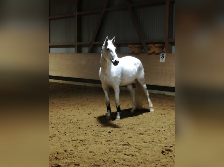Koń badeńsko-wirtemberski Klacz 18 lat 167 cm Siwa in Baienfurt