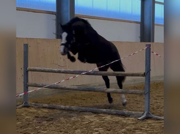 Koń badeńsko-wirtemberski Klacz 3 lat 153 cm Ciemnogniada in Westerheim