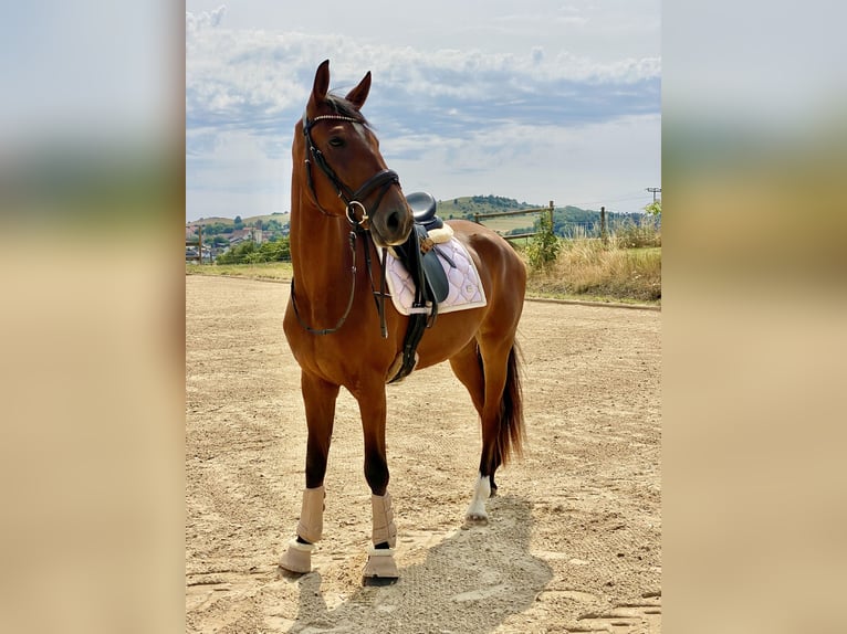 Koń badeńsko-wirtemberski Klacz 3 lat 168 cm Gniada in Kirchheim am Ries