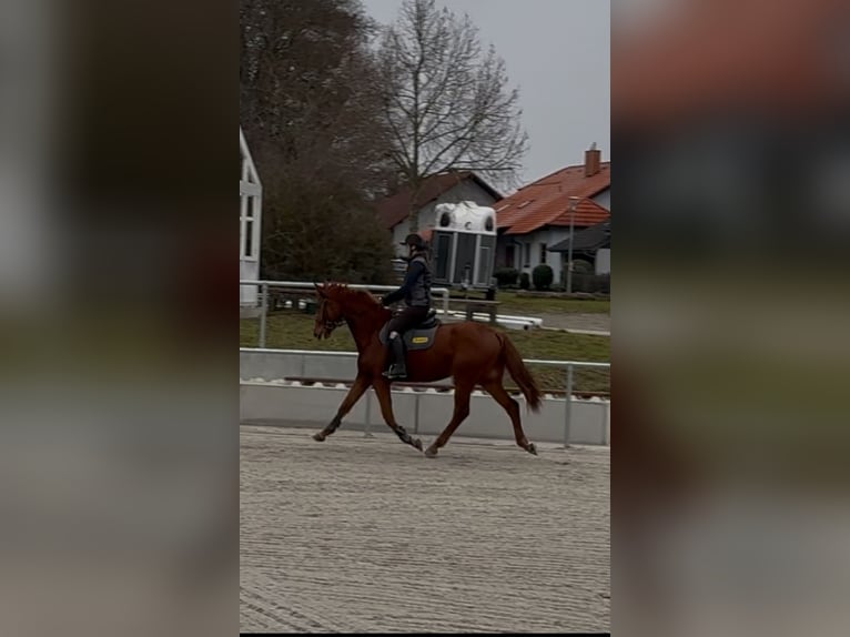 Koń badeńsko-wirtemberski Klacz 4 lat 168 cm Kasztanowata in Buchen (Odenwald)