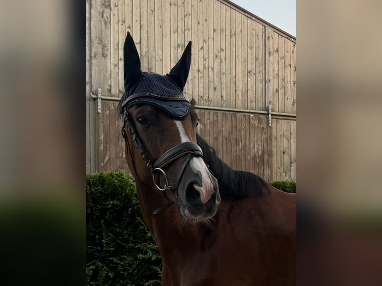 Koń badeńsko-wirtemberski Klacz 5 lat 162 cm Gniada in Bellenberg