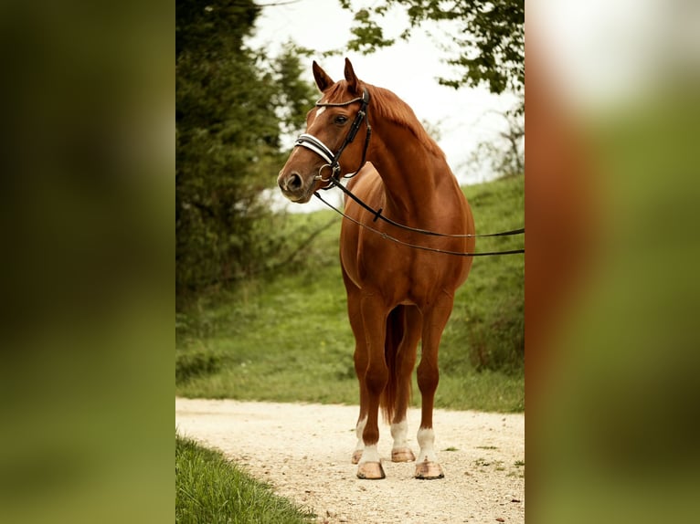 Koń badeńsko-wirtemberski Klacz 5 lat 167 cm Kasztanowata in Westerheim