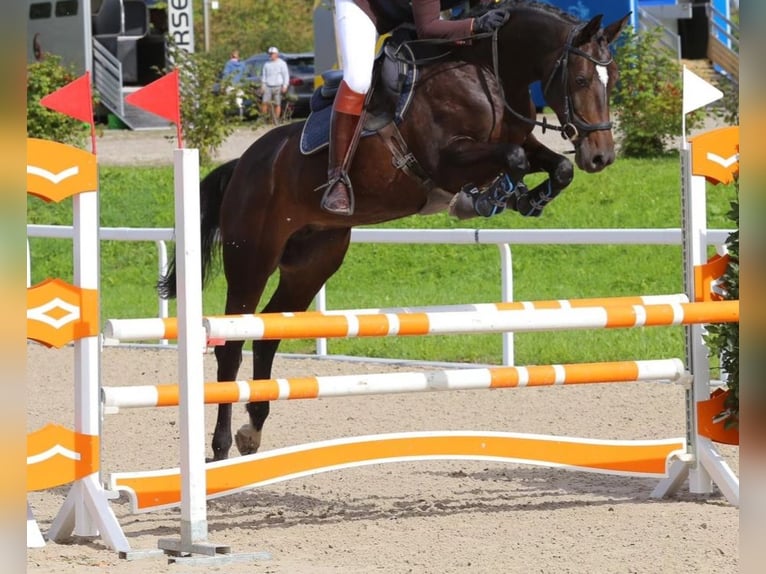 Koń badeńsko-wirtemberski Klacz 7 lat 165 cm Ciemnogniada in Oberriet SG