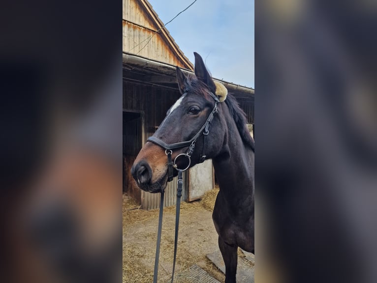 Koń badeńsko-wirtemberski Klacz 7 lat 165 cm Ciemnogniada in Oberriet SG