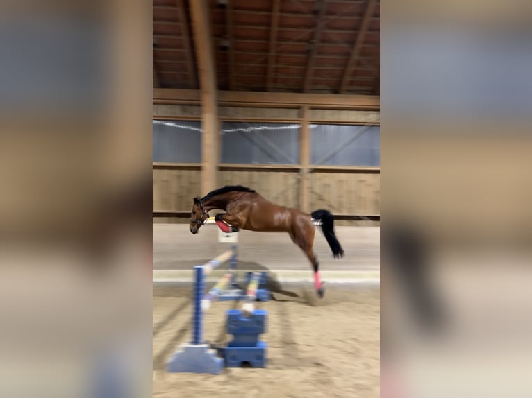 Koń badeńsko-wirtemberski Klacz 8 lat 163 cm Gniada in Fürstenfeldbruck