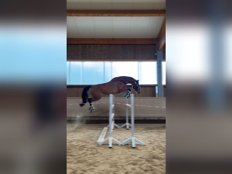 Koń badeńsko-wirtemberski Klacz 8 lat 163 cm Gniada in Fürstenfeldbruck