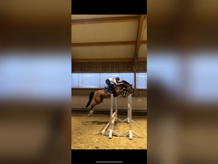 Koń badeńsko-wirtemberski Klacz 8 lat 163 cm Gniada in Fürstenfeldbruck