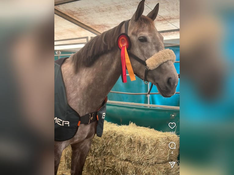 Koń badeńsko-wirtemberski Klacz 8 lat 167 cm Siwa jabłkowita in Wels