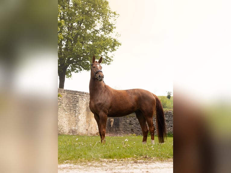 Koń badeńsko-wirtemberski Klacz 8 lat 170 cm Kasztanowata in Hayingen