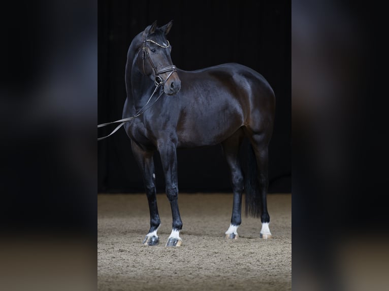 Koń badeńsko-wirtemberski Klacz 8 lat 173 cm Ciemnogniada in Freiberg am Neckar
