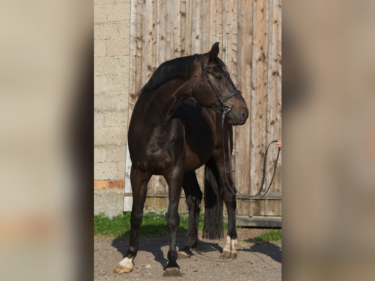 Koń badeńsko-wirtemberski Klacz 9 lat 170 cm Ciemnogniada in Fleischwangen
