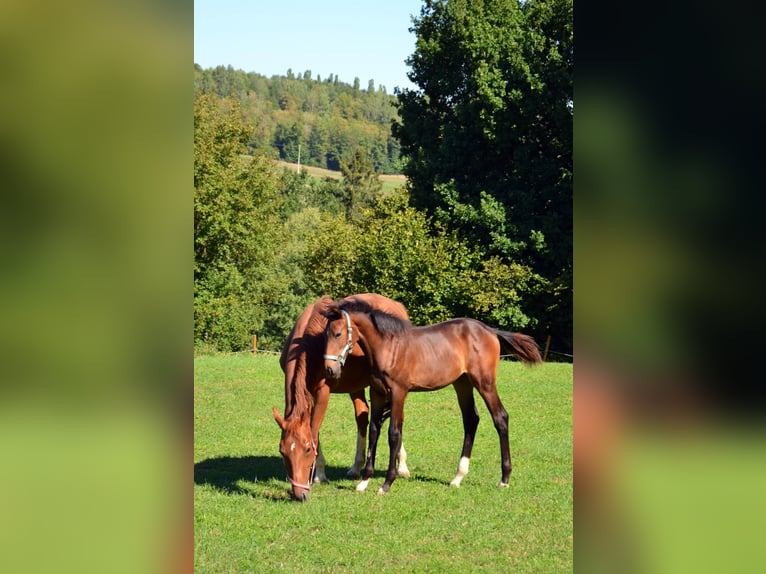 Koń badeńsko-wirtemberski Klacz Źrebak (05/2026) Gniada in Iggingen