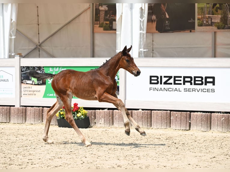 Koń badeńsko-wirtemberski Klacz Źrebak (04/2025) Gniada in Du&#xDF;lingenDu&#xDF;lingen