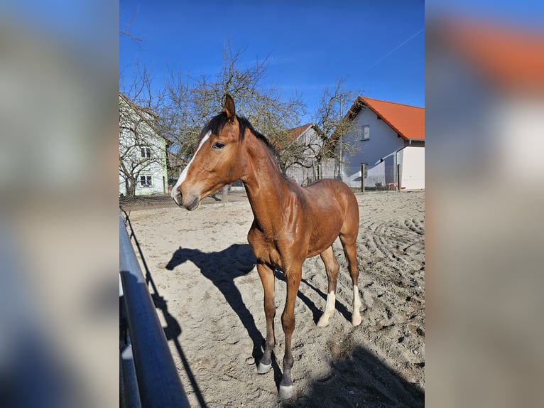 Koń badeńsko-wirtemberski Ogier 1 Rok Gniada in Eichstegen