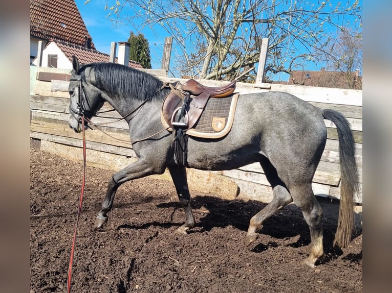 Koń badeńsko-wirtemberski Ogier 4 lat 165 cm Karosiwa in Steinheim am Albuch