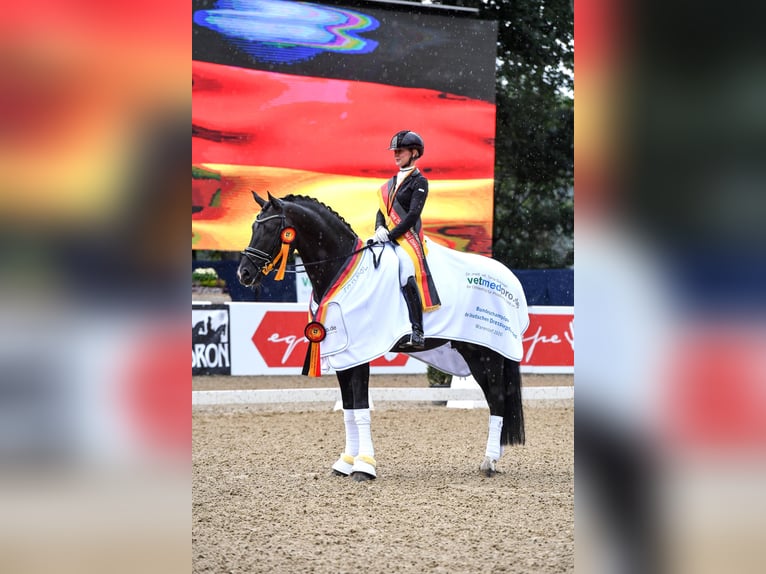 Koń badeńsko-wirtemberski Ogier Kara in Adelheidsdorf