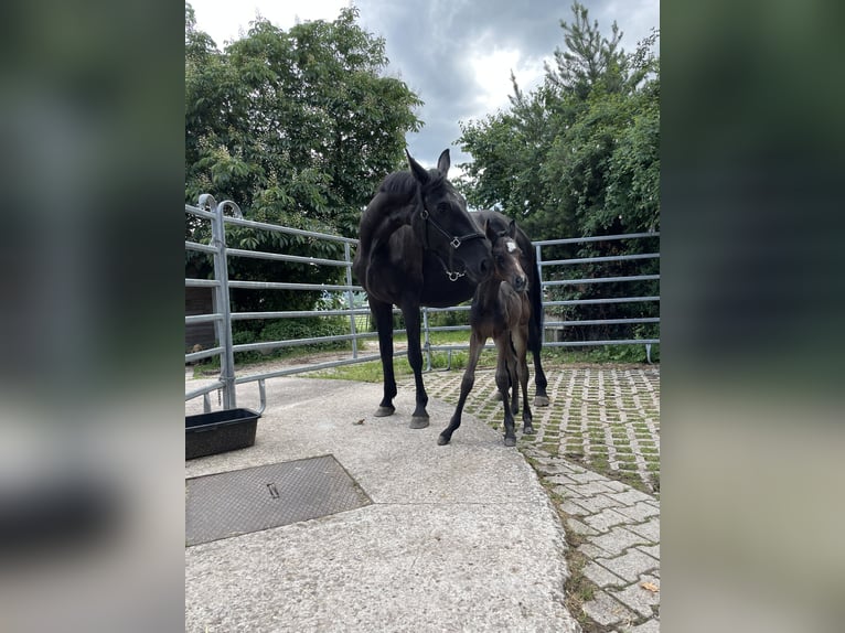 Koń badeńsko-wirtemberski Ogier Źrebak (05/2024) Ciemnogniada in Korntal-Münchingen